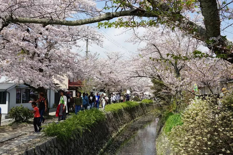 Japonia Cireşilor în Floare