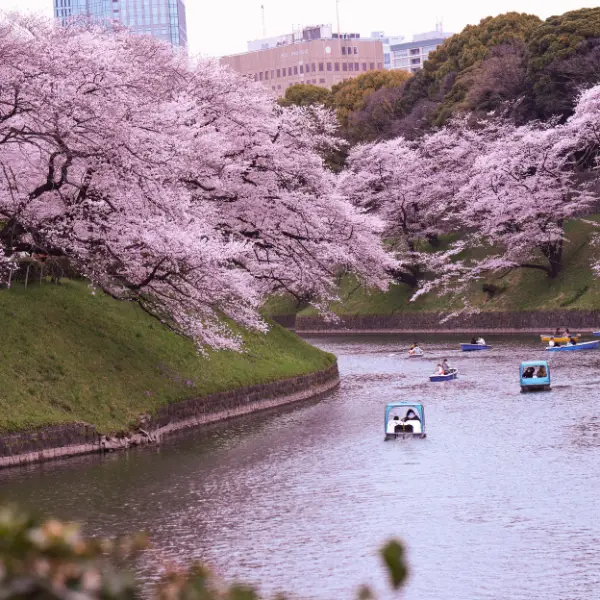 Japonia – Festivalul cireșilor în floare