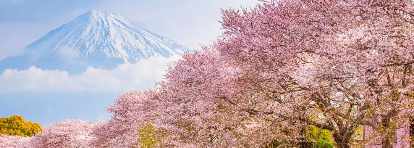 Japonia Cireşilor în Floare