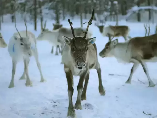 Laponia, Cercul Polar, Moș Crăciun și Capul Nord
