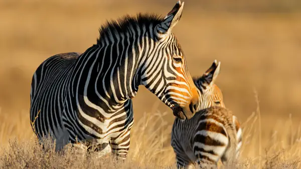 Revelion în Africa de Sud – Zimbabwe – Botswana