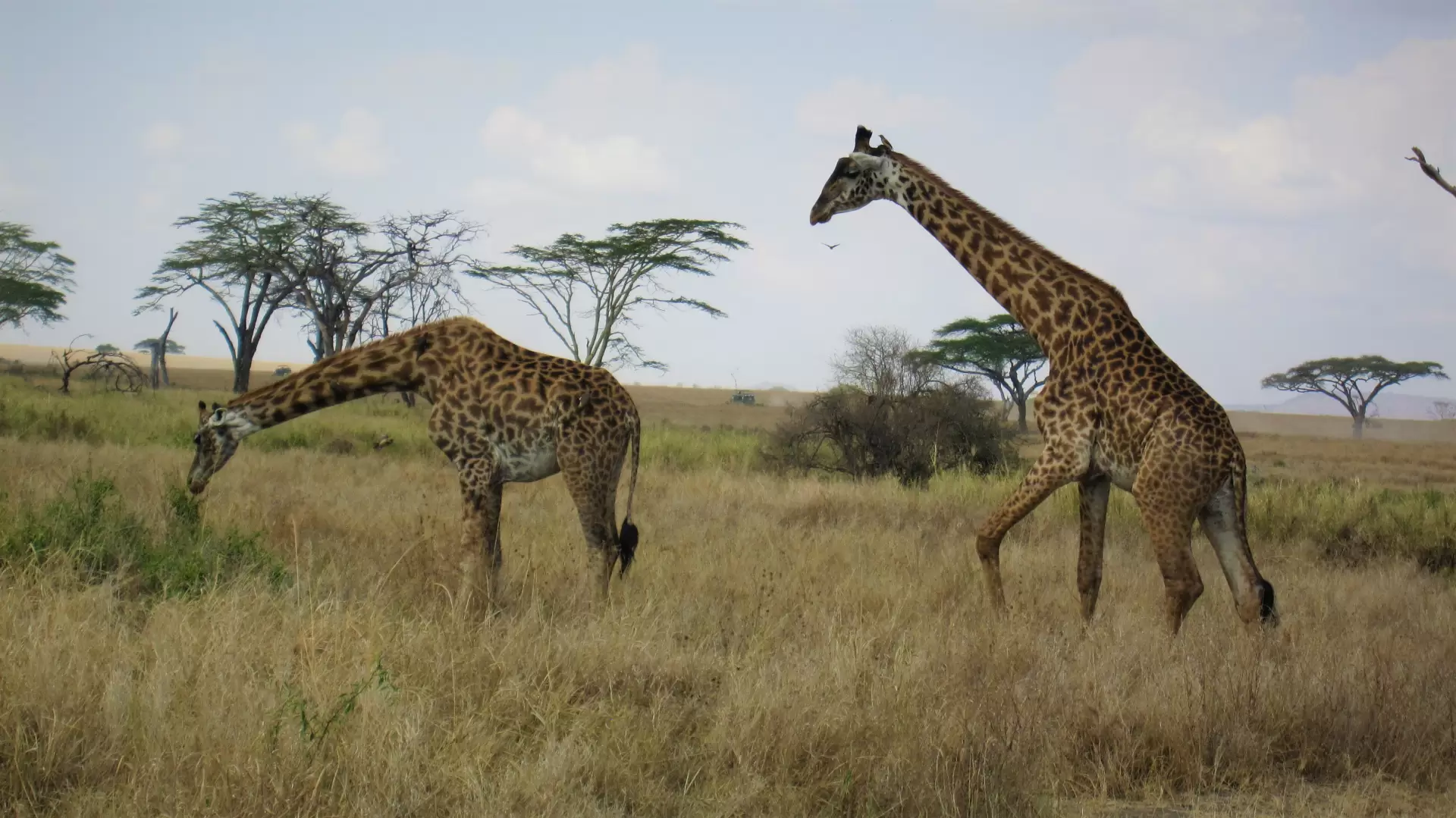 Kenya – Safari și Sejur la Plajă