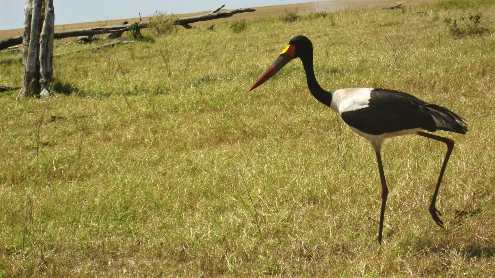 Kenya Safari și Sejur la Plajă